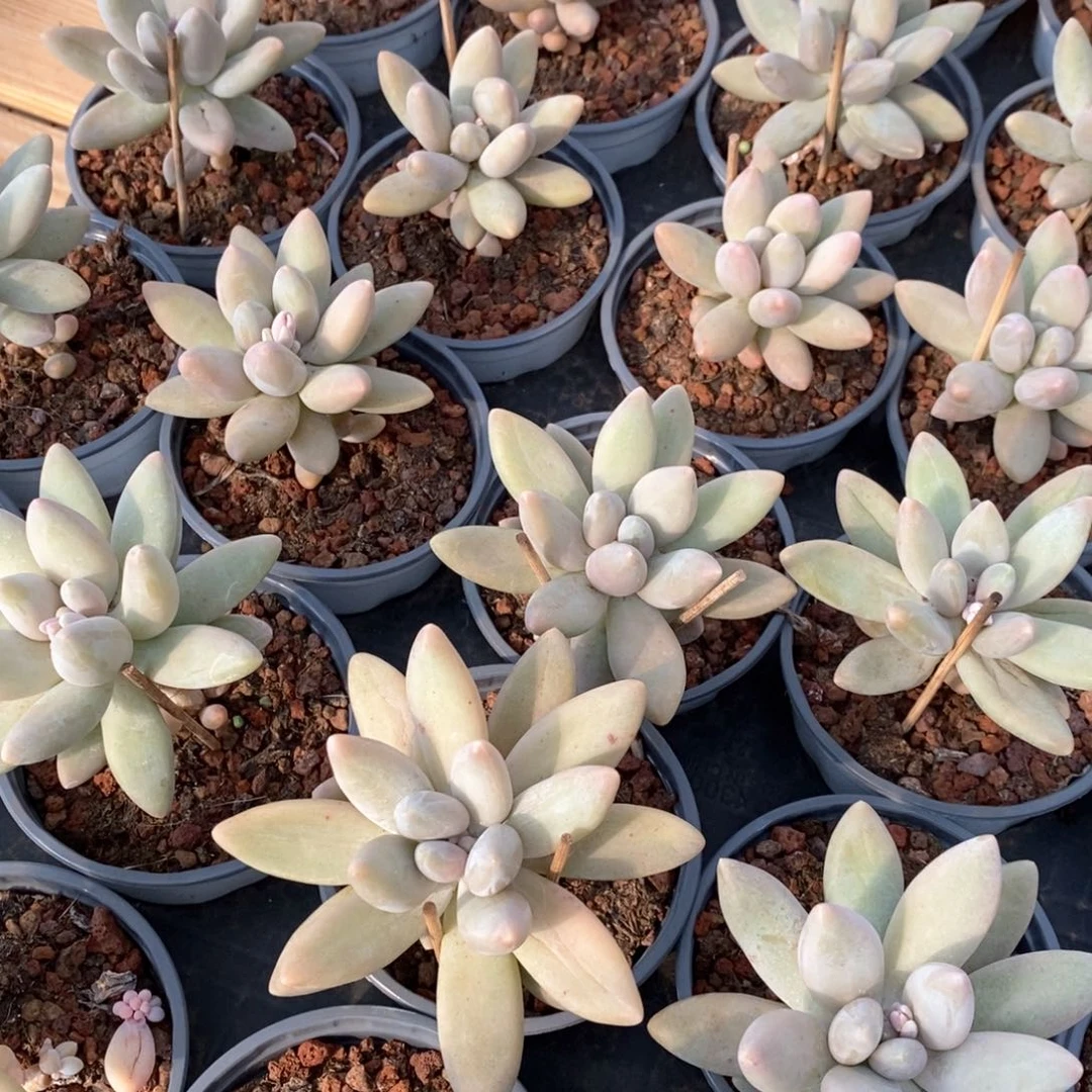 57企鹅单头 福利多多