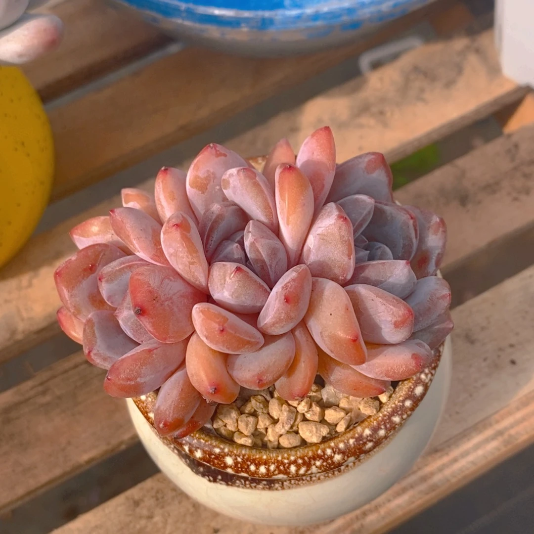 冰***墩多肉植物肉肉植物