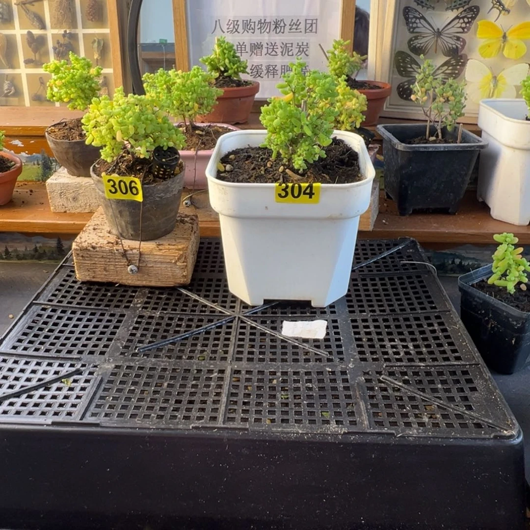 枝干番杏多肉植物304