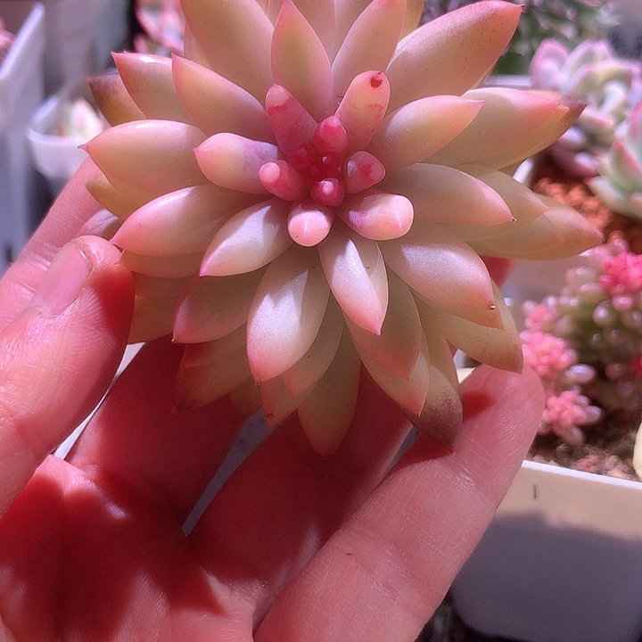 红蜻蜓宽覆轮锦老庄
