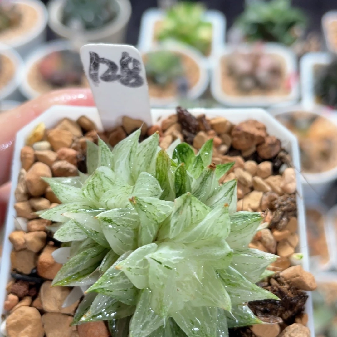 128元祖冰砂糖锦群。