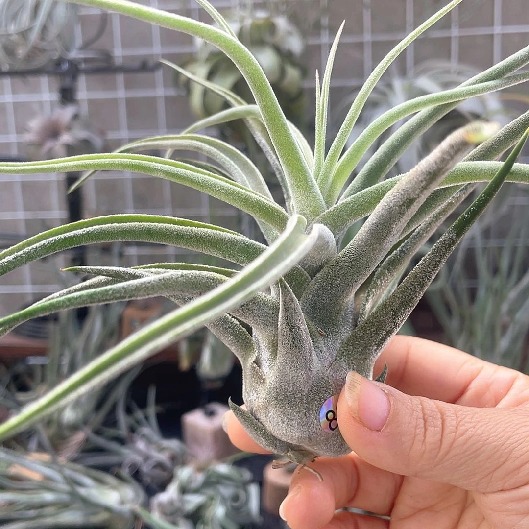 瘦***相坐美人82号空气凤梨