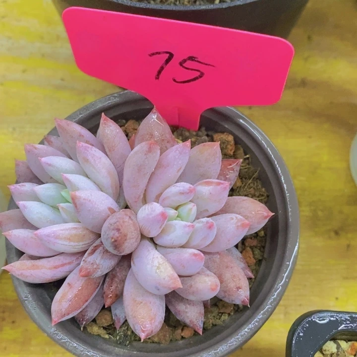 刘*多肉植物，开心多肉