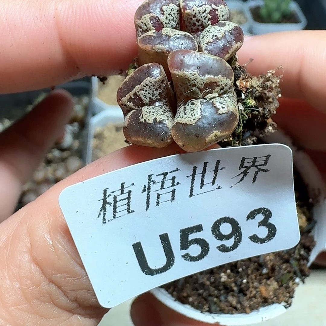 596盒多肉植物哇f c g