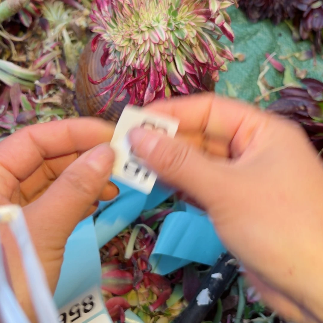 嗯8566 号多肉法师特价