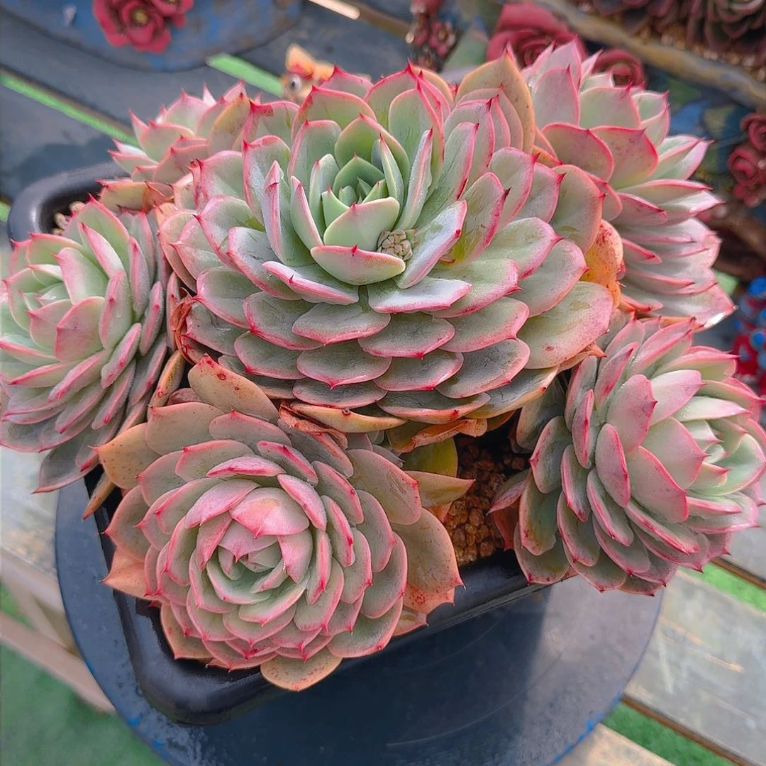 s****1蟠桃美人精品老桩