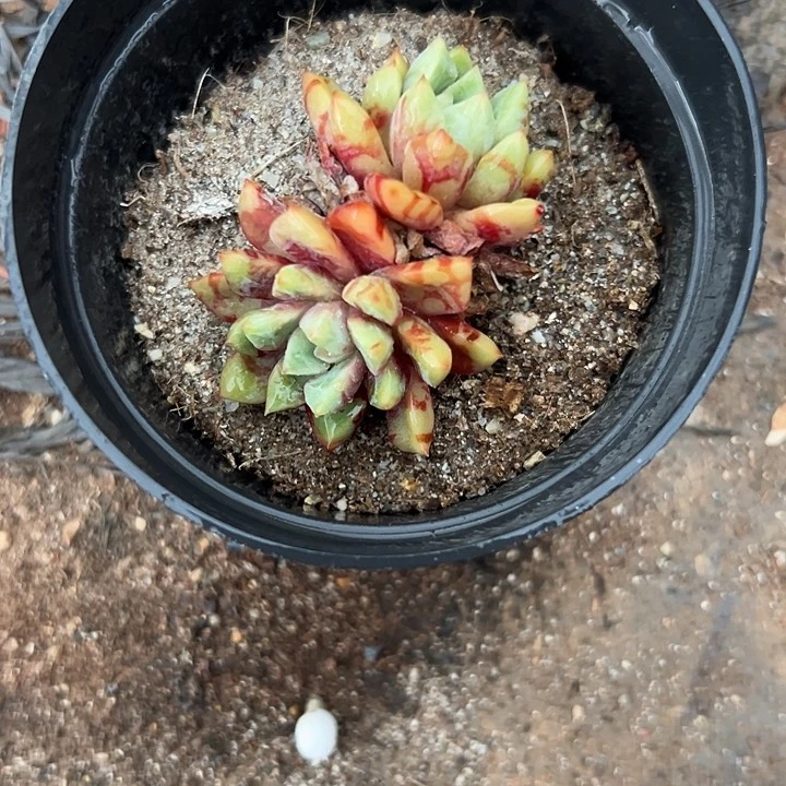 无花朵血燕。