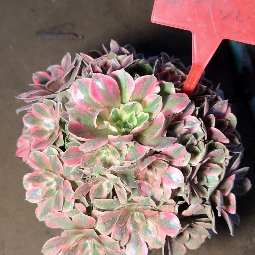 4-1000女妖多肉法师