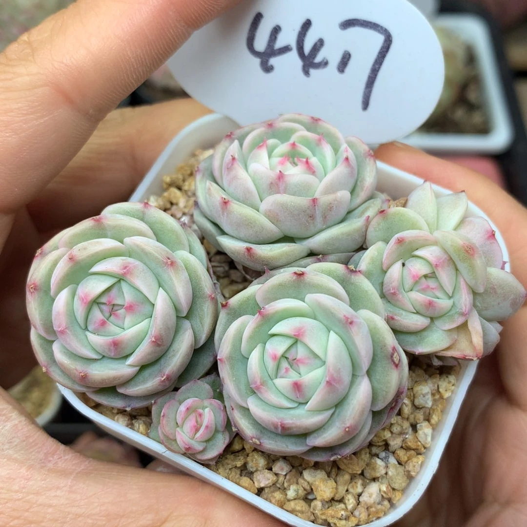 白芷珍妮老桩群4417