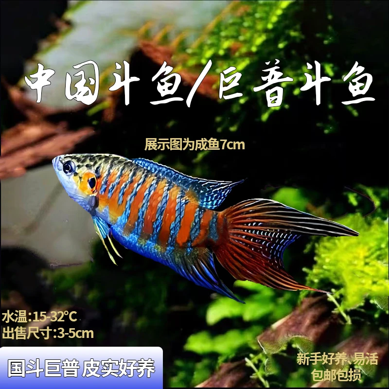 斗鱼活体观赏鱼时刻冷水鱼活鱼包邮鱼观赏鱼无需打氧好养活批发