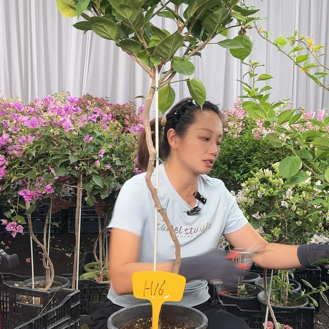H***姐当前无花栽培后可以开花H16变色龙