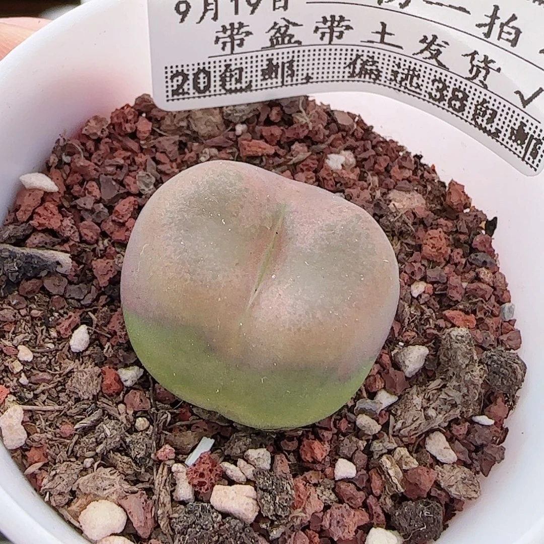 多肉0919--169毛汗尼