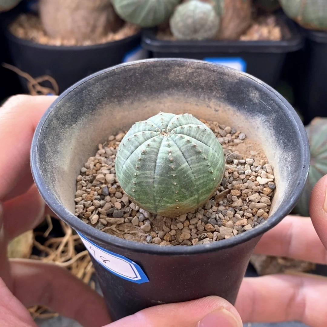 37 欧系实生布纹球多肉植物