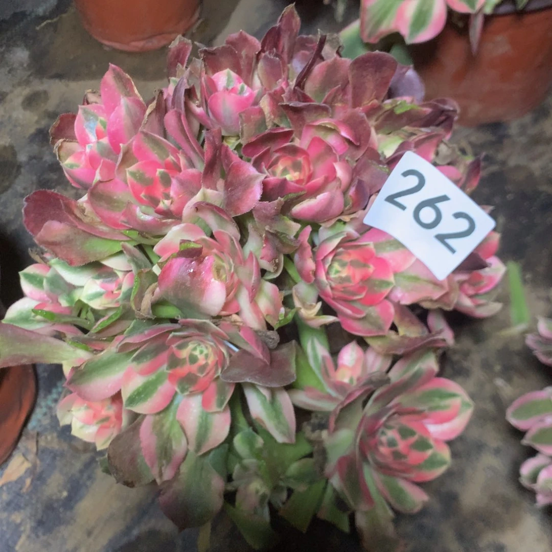 雨****9262香妃多肉植物