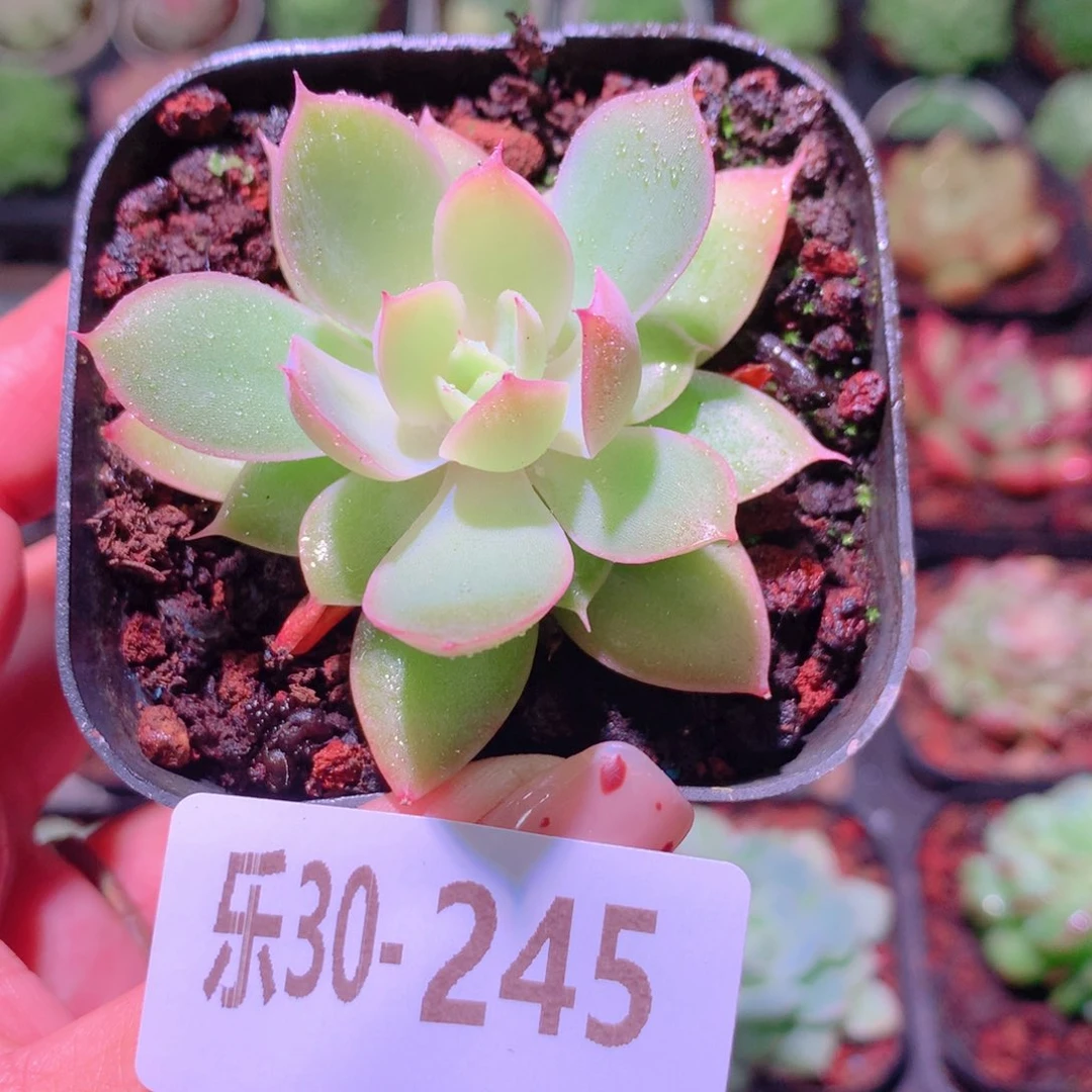 乐然30-245 丝绸面纱