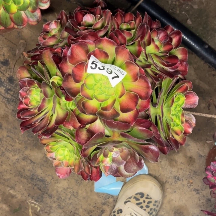 5397韶华多肉植物