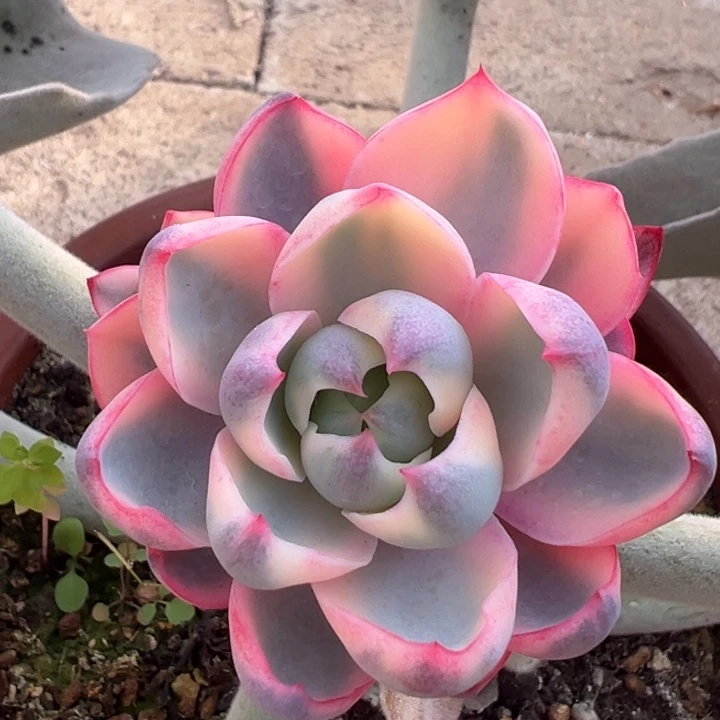 赫拉锦一物一拍锦龙