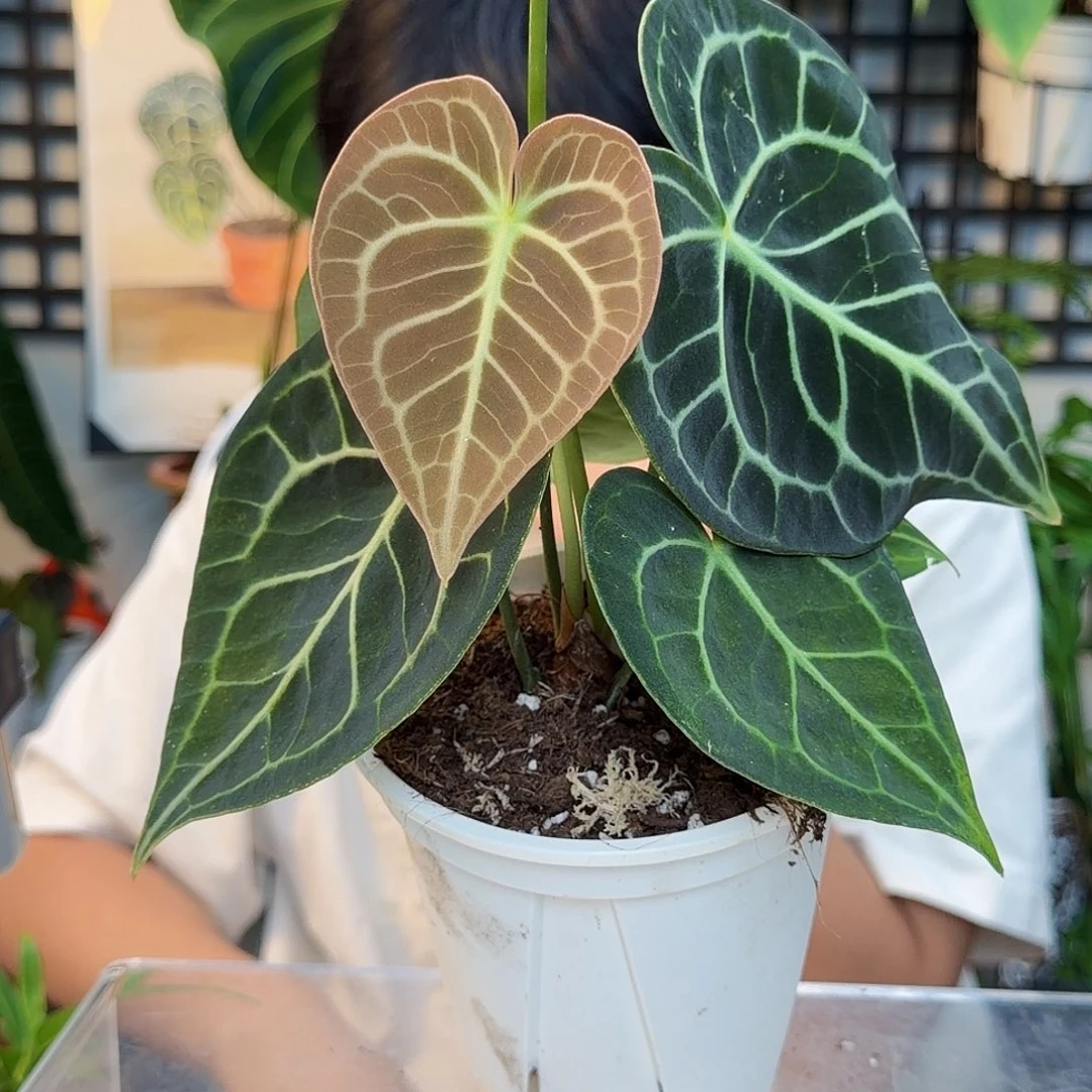 完全开放H30克莱恩