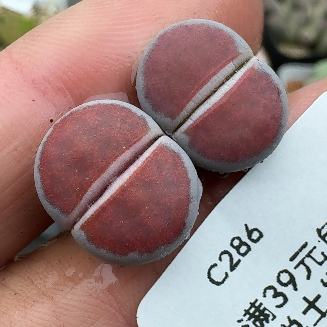 286多肉哈哈哈哈哈哈哈