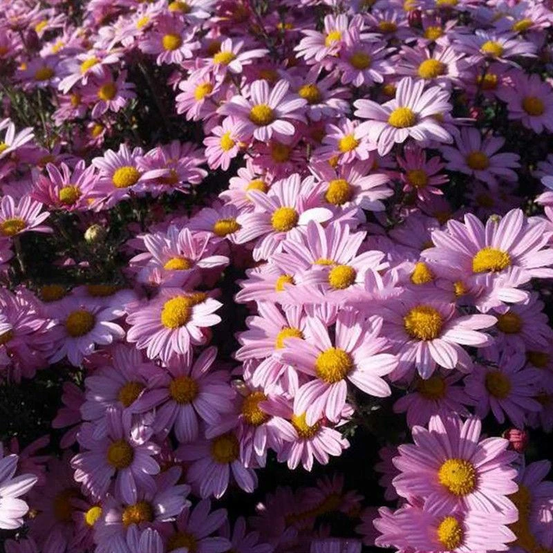 新品户外低矮花耐寒耐旱多年生驱蚊庭院绿化花草