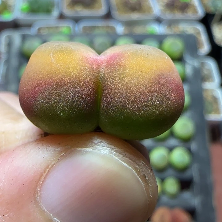 2.2漂亮多肉植物76