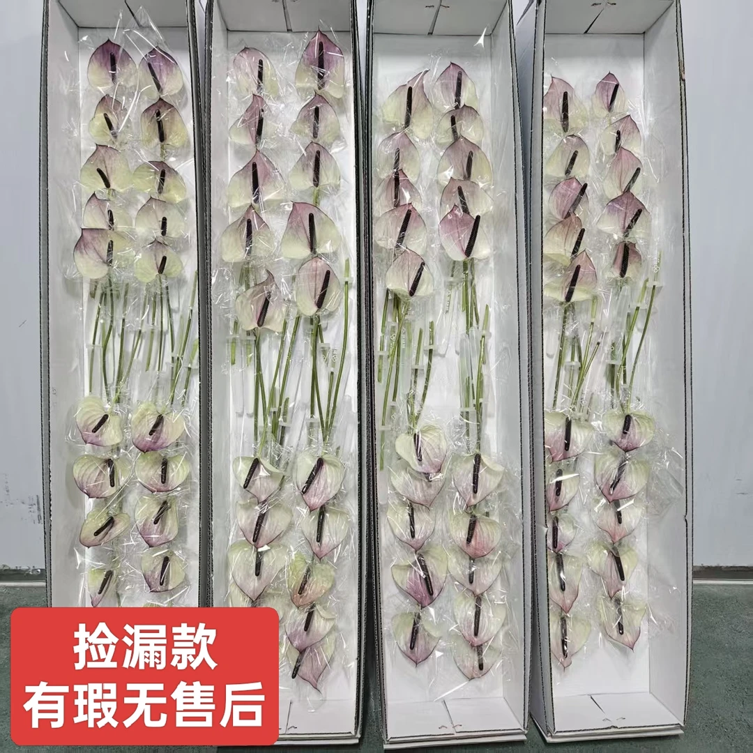 【掌品无限】马克西玛 （有暇无售后款）红掌花卉室内植物耐放