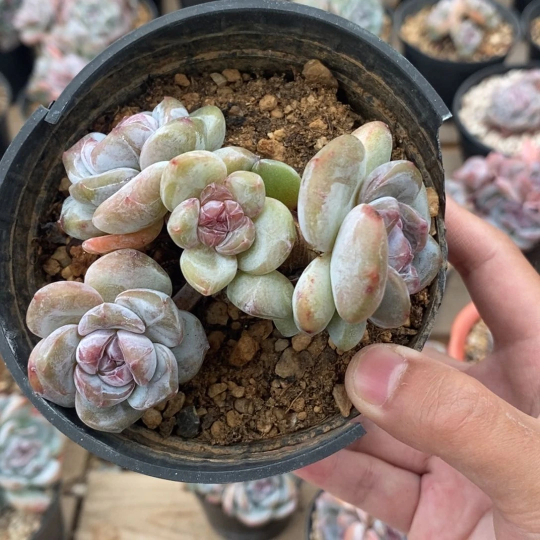 五头绿底紫心小包子