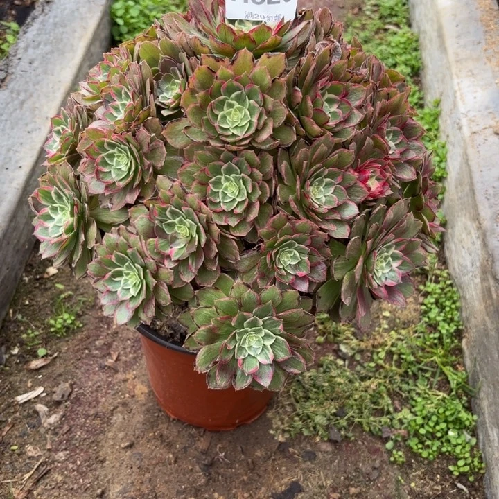 『***』瑞妈，，。。820莲花，，。。