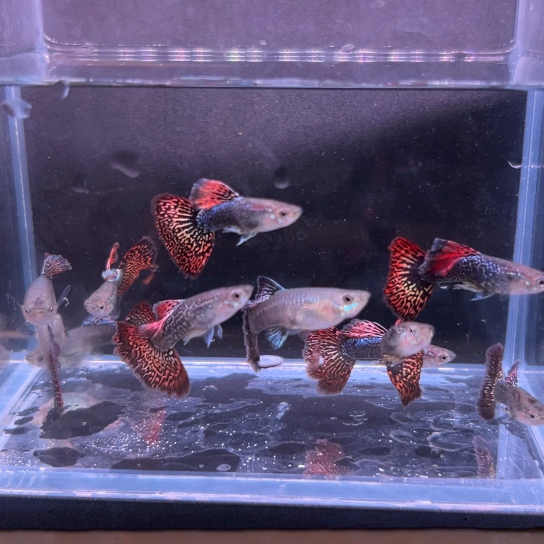 孔雀鱼七彩蕾丝孔雀鱼6条备损4条到手10条