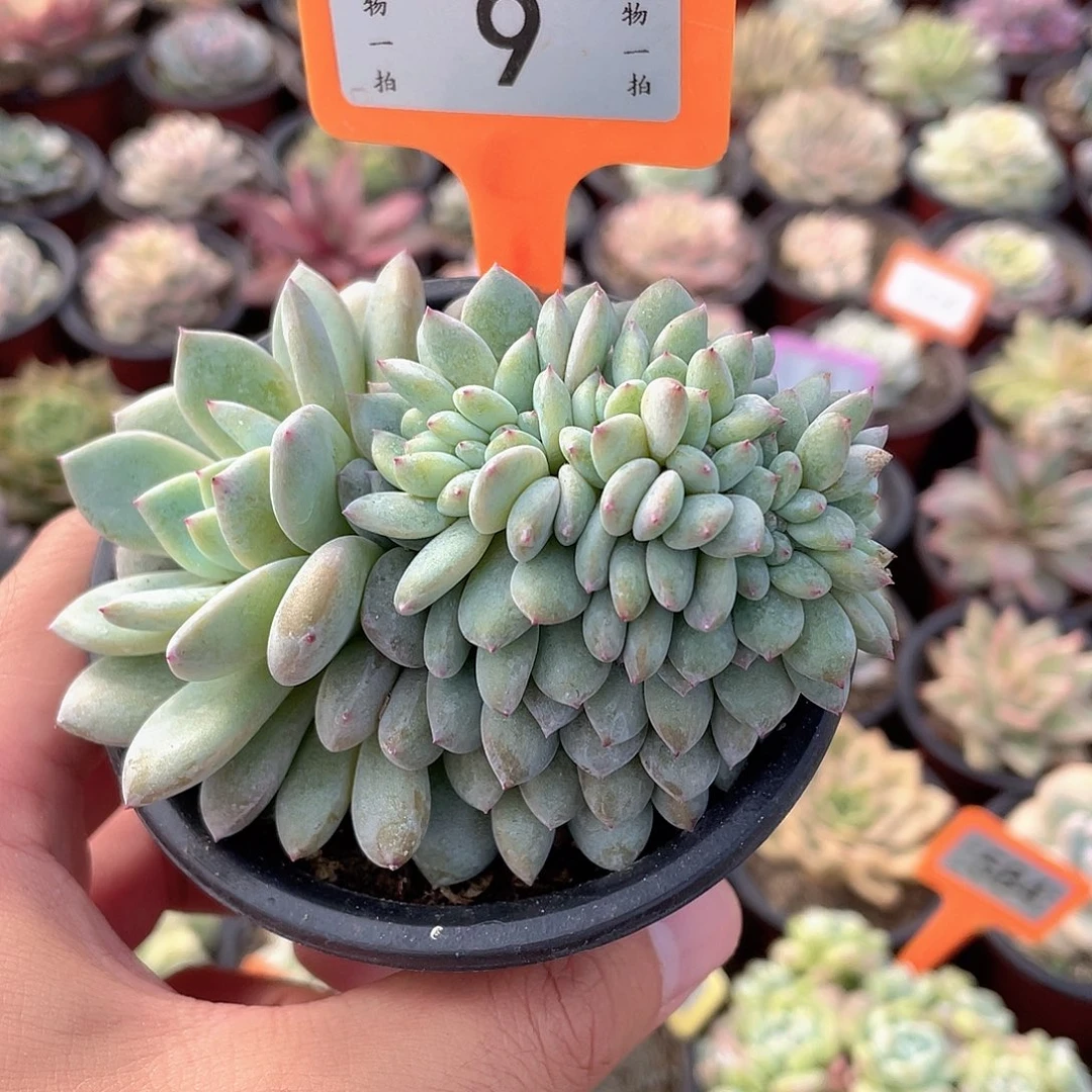 心***方9号多肉植物盆栽植物
