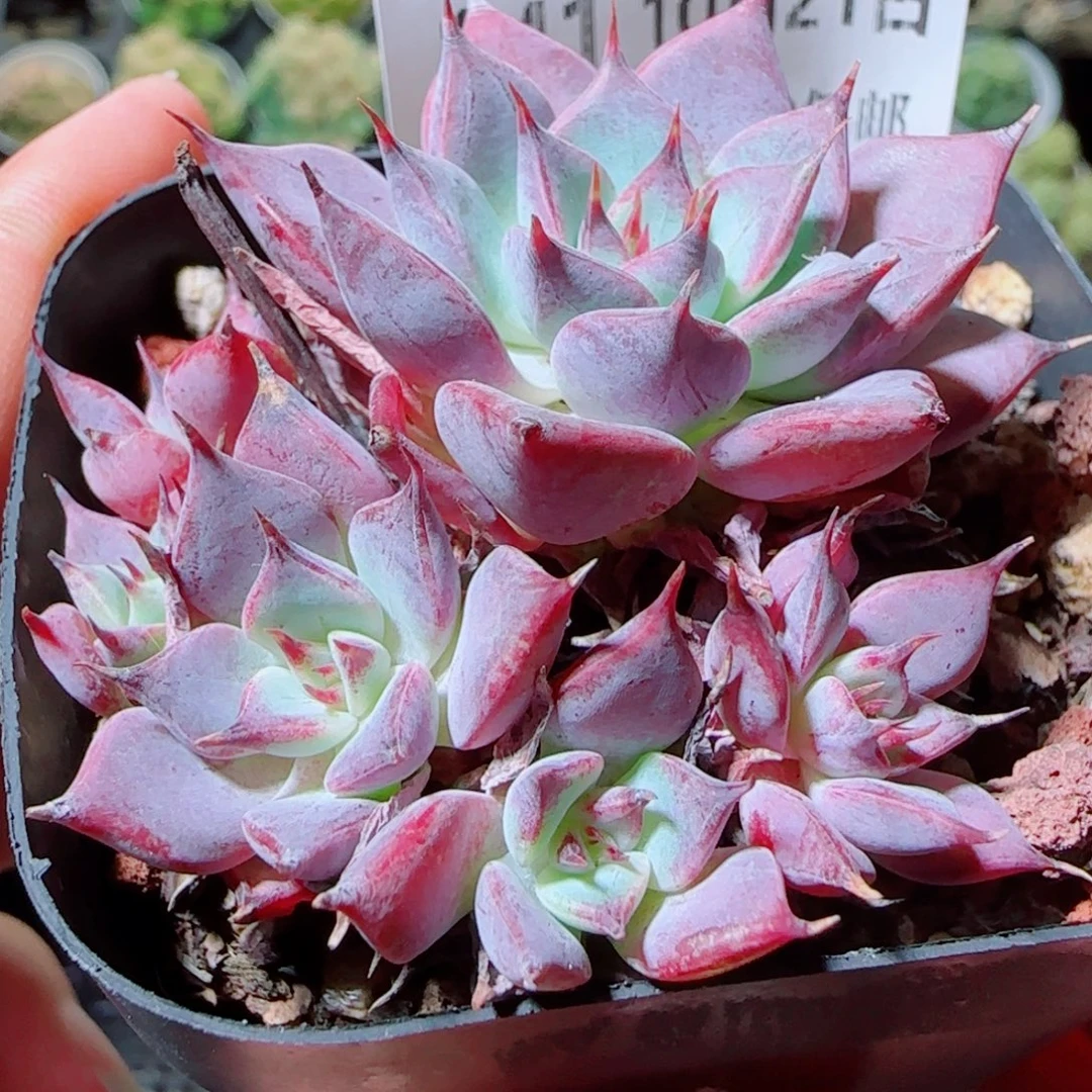 花语逸镜1021-141绿抓