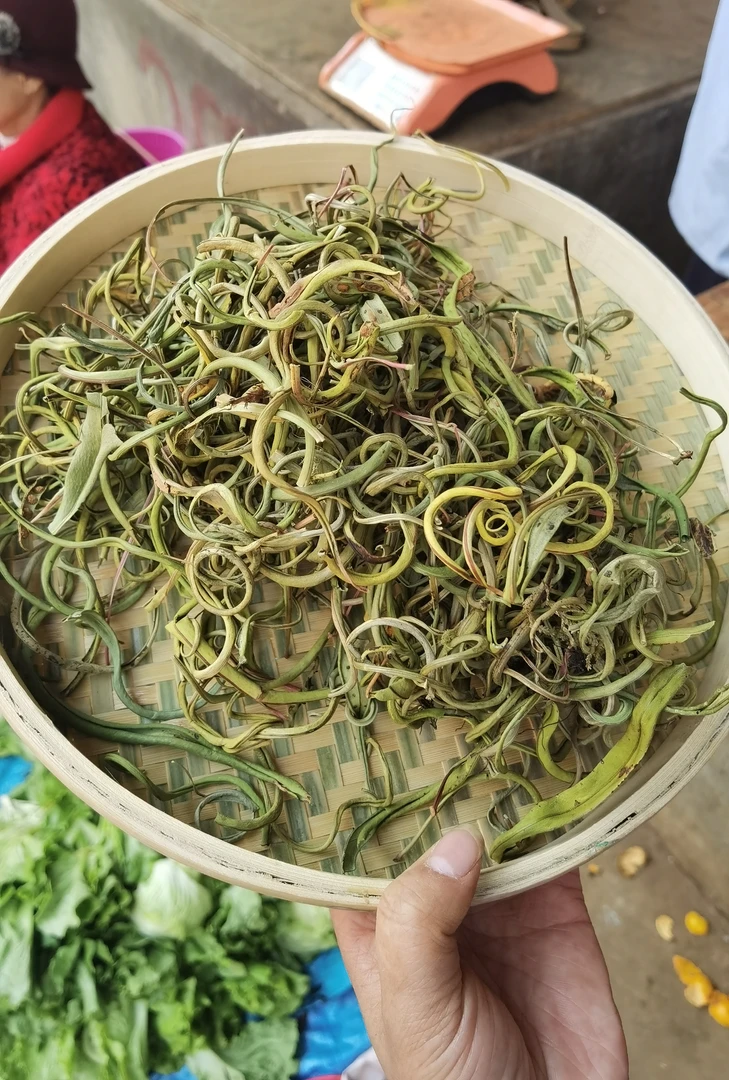 云南深山老林化石草孢子草