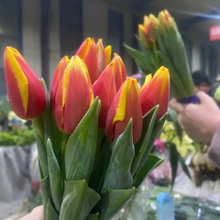 【丹麦郁金香】郁金香东北基地发货顺丰包邮