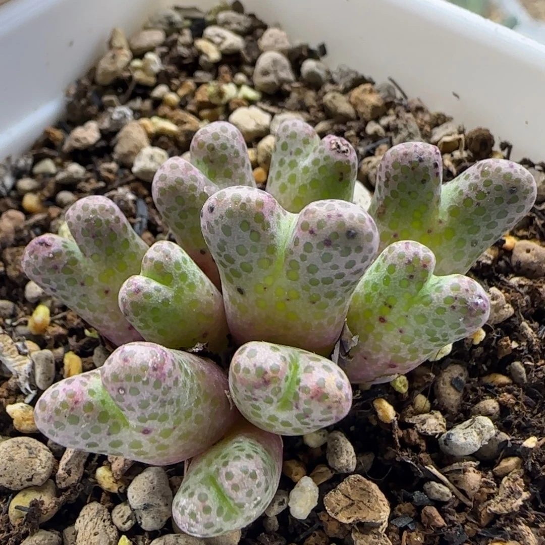 11-27-3-2当天满38包邮10头日系园艺955d斑马脱土