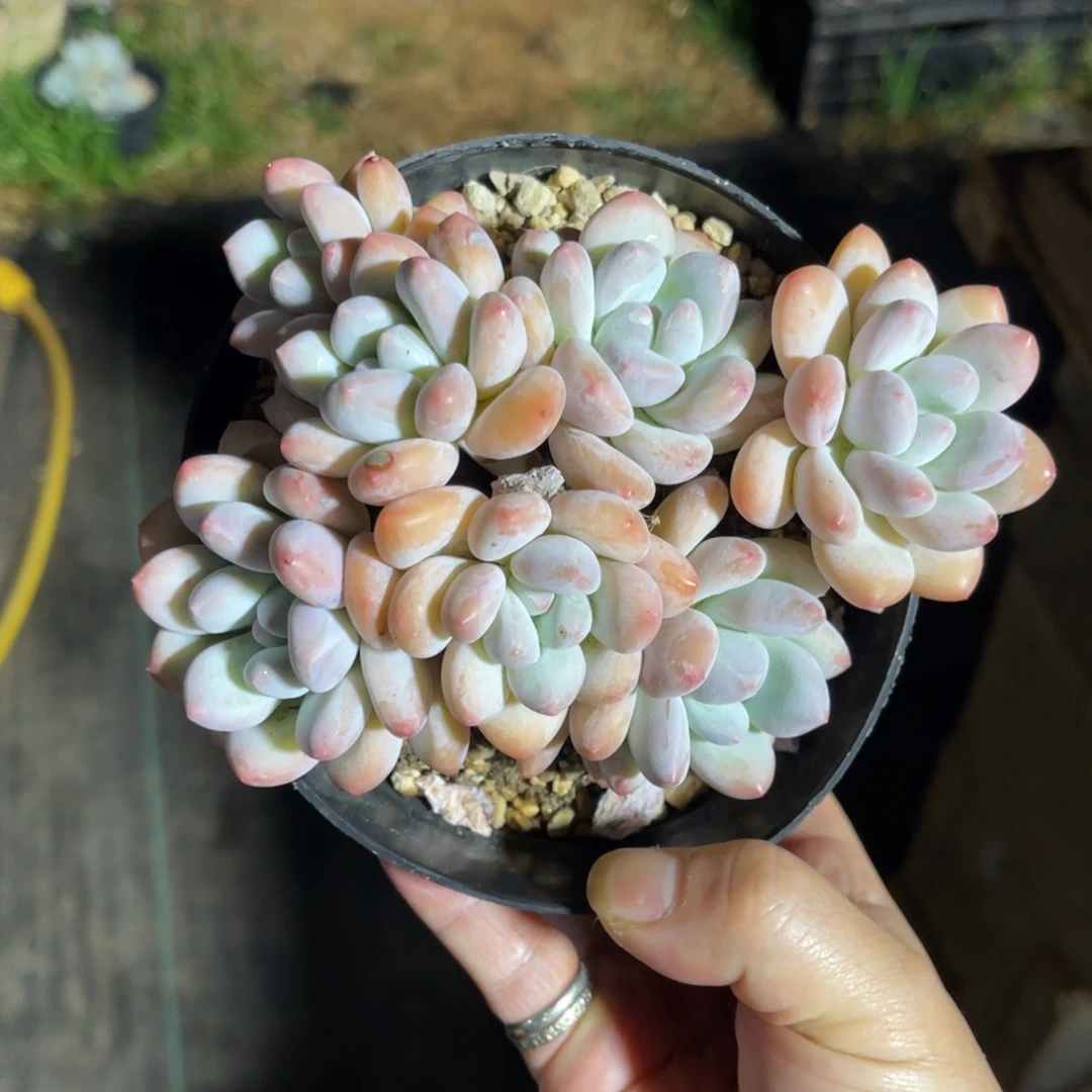 香水 一物一拍不支持退换