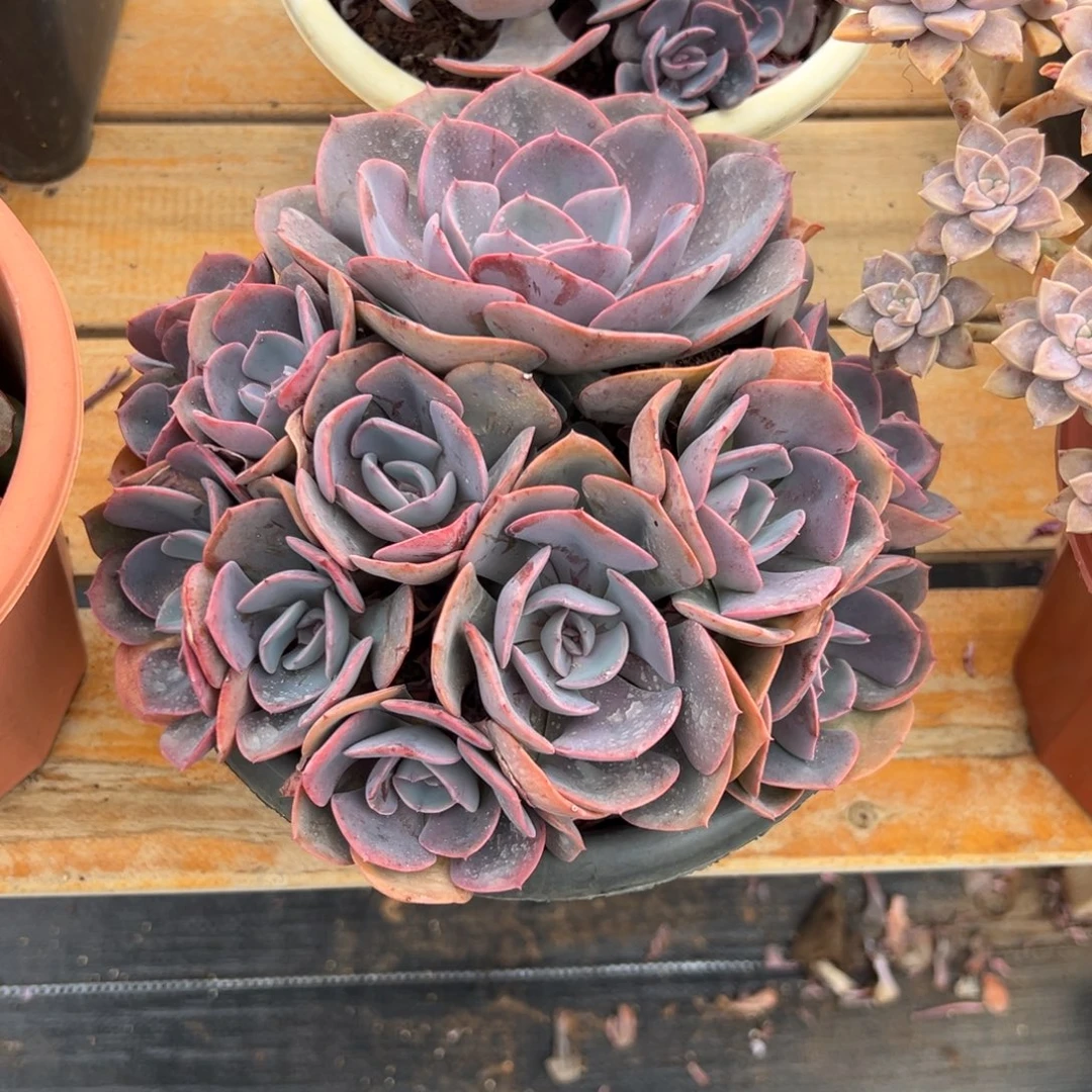 多肉植物尘埃玫瑰