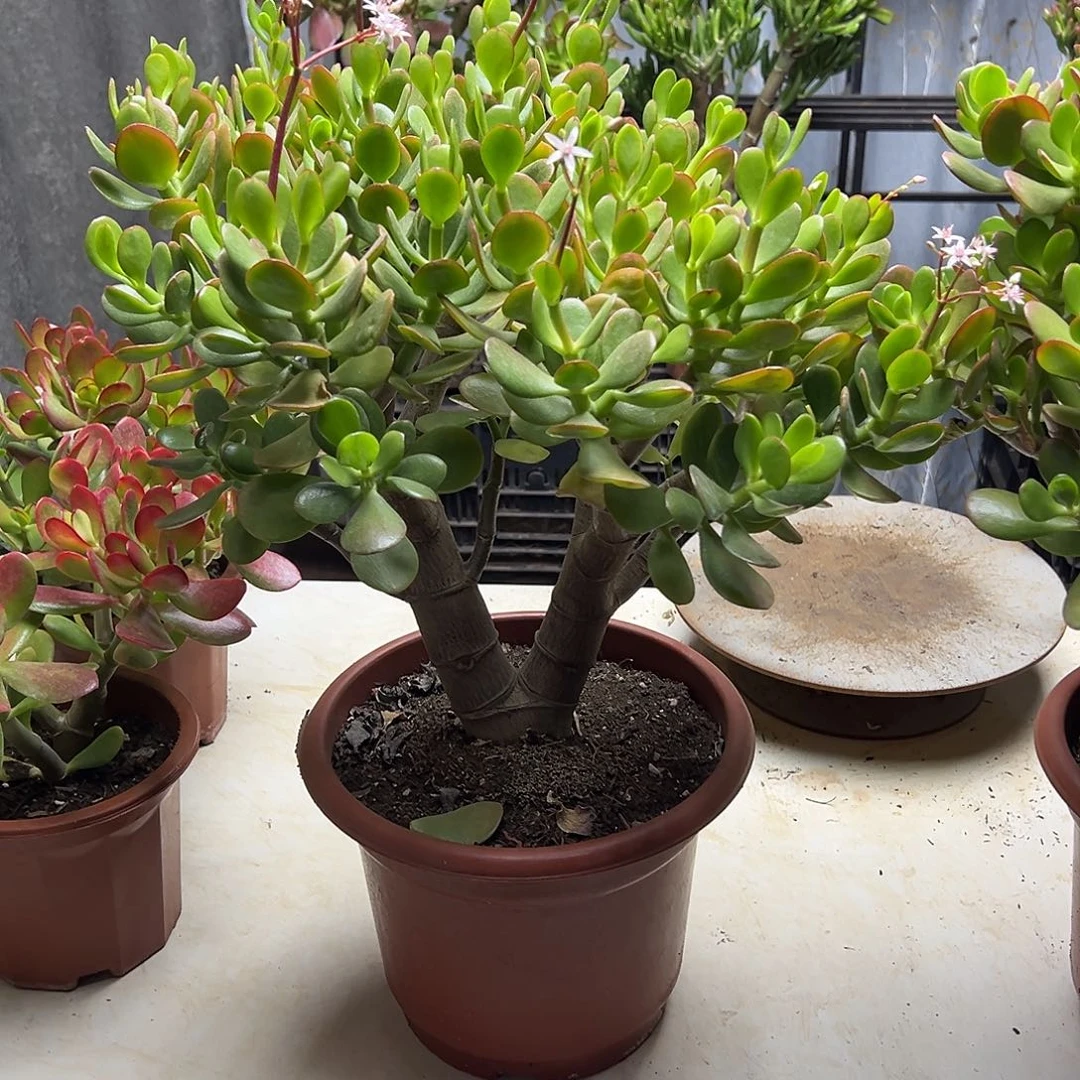 7年开花玉树带土球发货