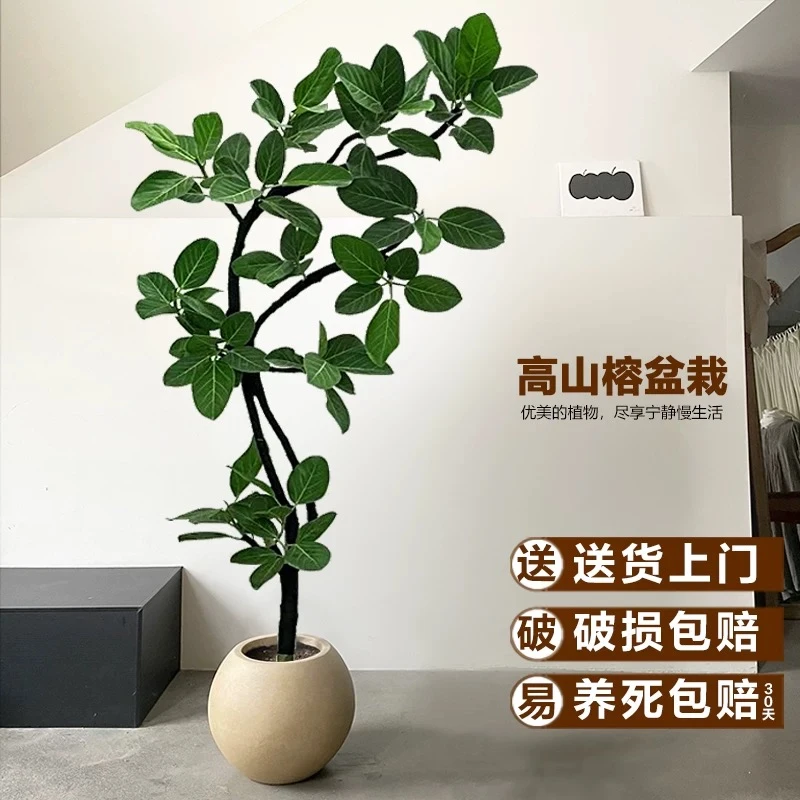 孟加拉榕高山榕造型盆栽大型绿植室内客厅网红植物办公室庭院植物