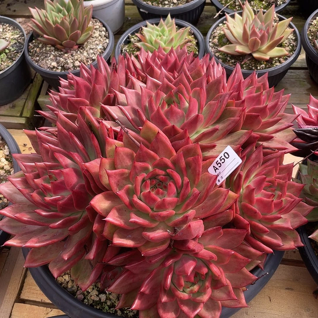 若如东云单拍A550（物流到付）