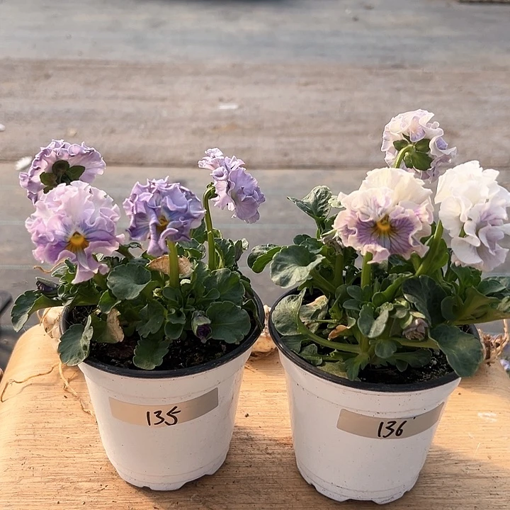 红陶抖音直播闪拍135-136