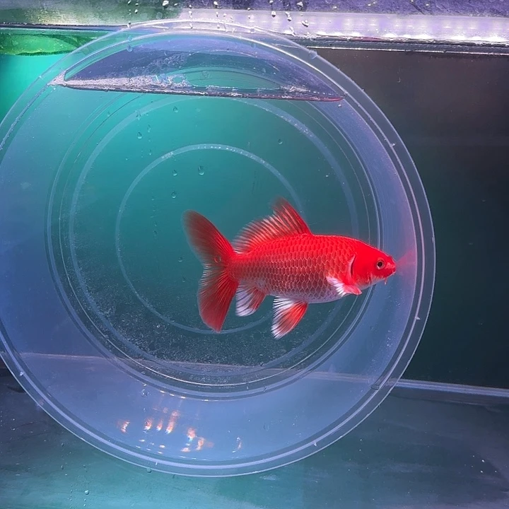 蝴蝶鲤鱼21号蝴蝶鲤