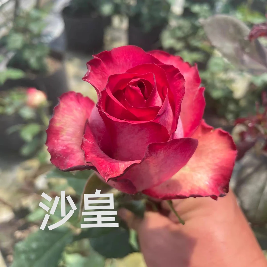 【 沙皇】芊喜花园 精选月季 切花高抗淡香 精品实生根接露天苗