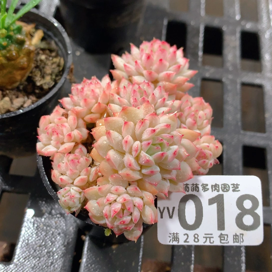 肉萌萌拇指盆精控多肉YV018