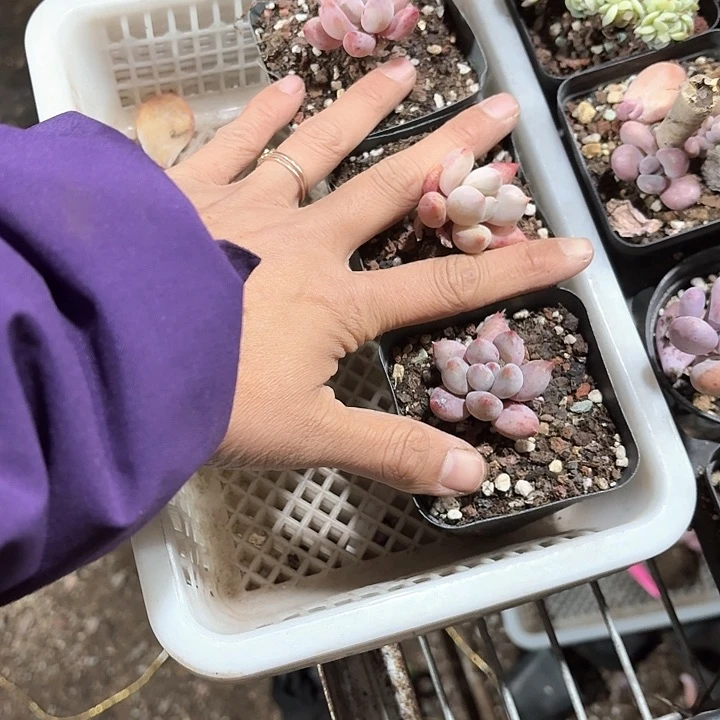 是**呀c j x f j f d h h 108