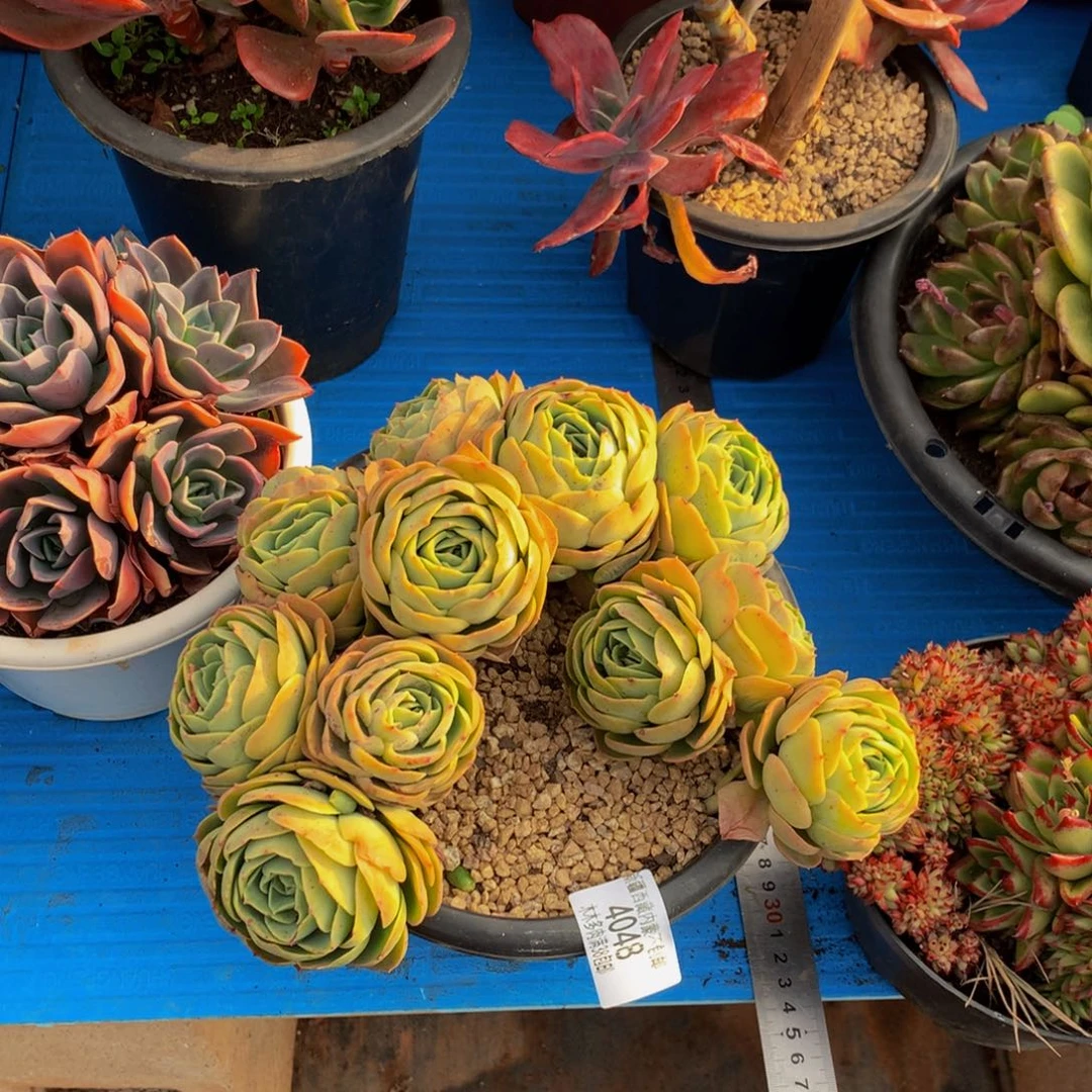 刘*忆4048桃花坞多肉