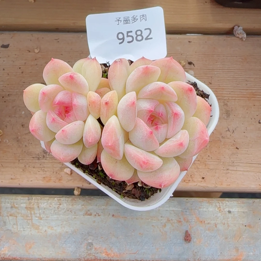 绯红珍妮，9582多肉植物