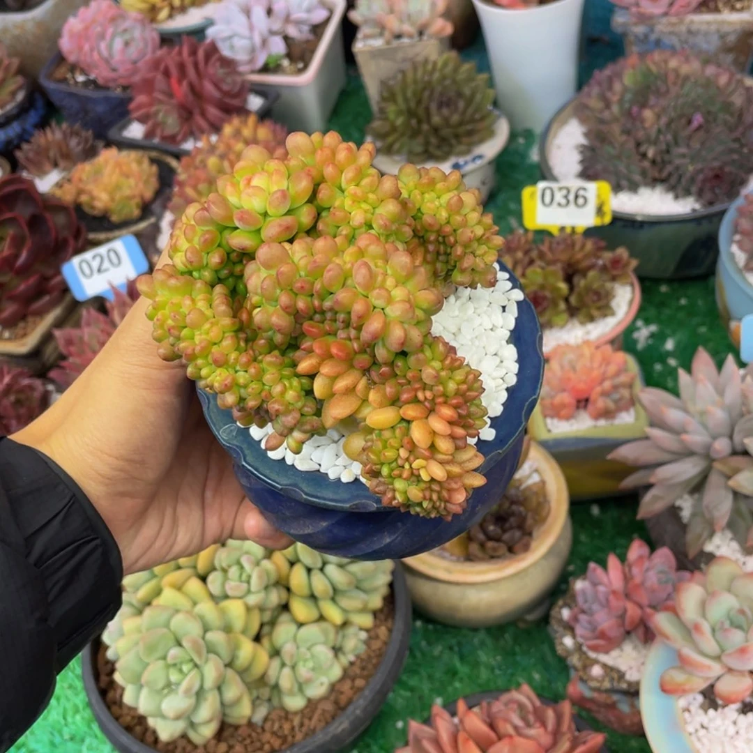 香格里拉缀化多肉植物盆栽