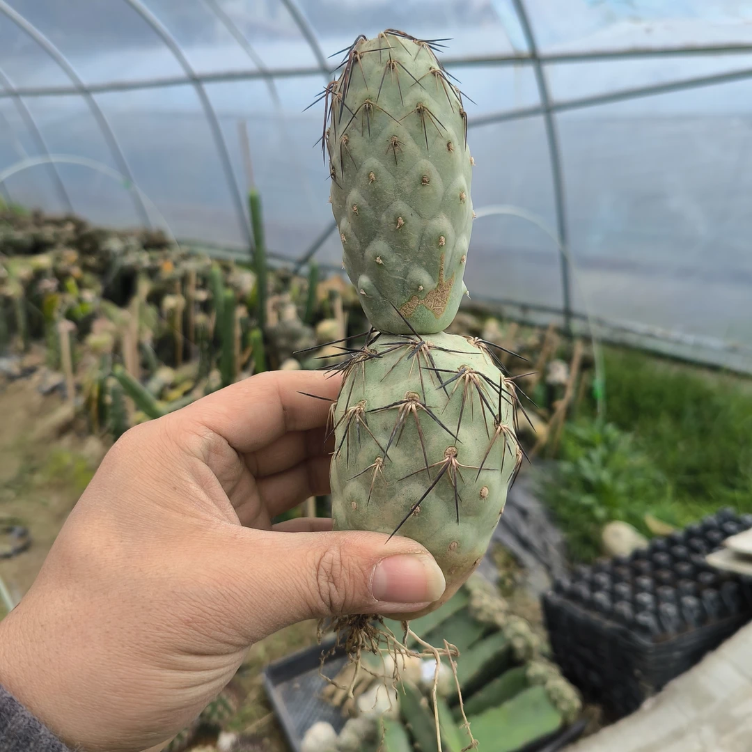 狂刺习志野 团扇仙人球多肉植物 包邮绿植盆栽 有根 雪人习志野