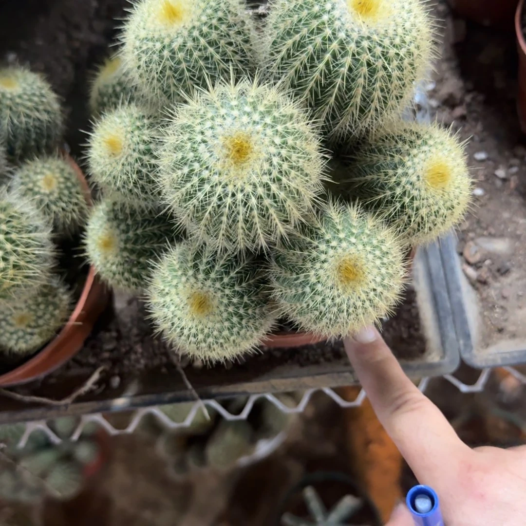 小***屋可口可乐了可口可乐