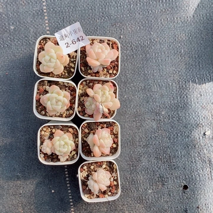 ?*2-642多肉多肉多肉多肉多肉